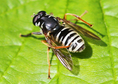 Temnostoma excentrica