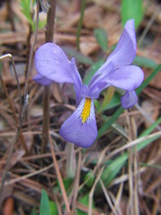 Iris verna