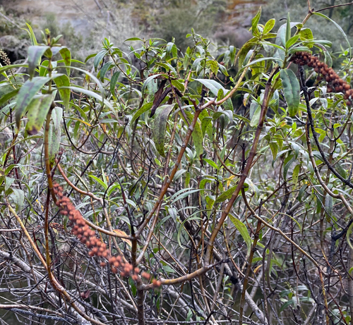 Veronica stricta