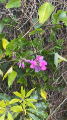 Dipogon lignosus
