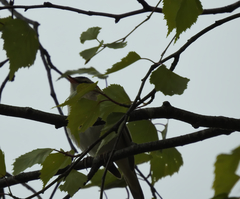 Acrocephalus schoenobaenus