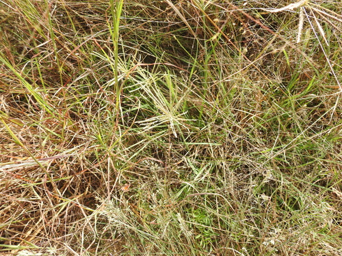 Chloris subdolichostachya, 2026-09-24