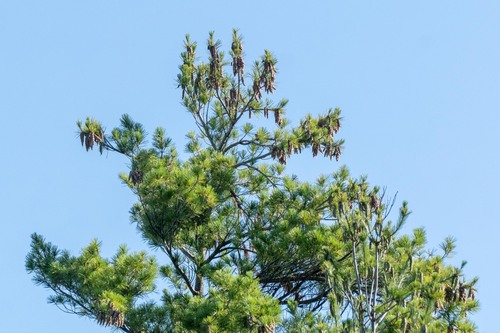 Pinus strobus