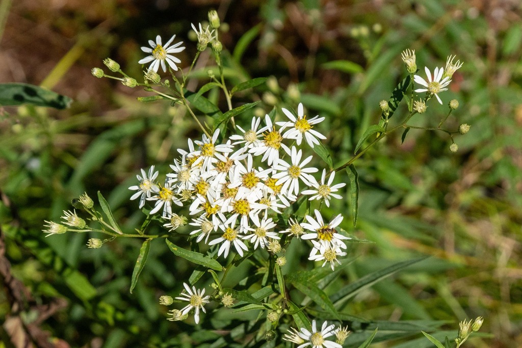 Doellingeria umbellata; photograph (c) Andrew Lai, some rights reserved (CC BY)