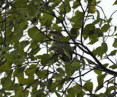 Acrocephalus schoenobaenus