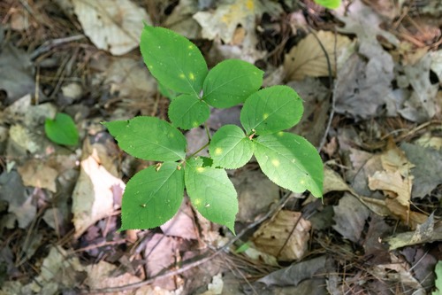 Aralia nudicaulis