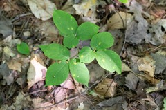 Aralia nudicaulis