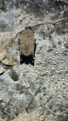 Myotis lucifugus observed 2026-09-11