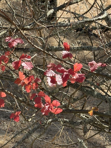 Toxicodendron diversilobum, photograph 2