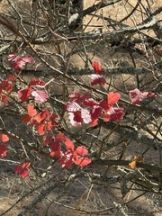 Toxicodendron diversilobum, photograph (c) Irina Mitine, some rights reserved (CC BY)