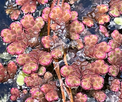 Azolla rubra