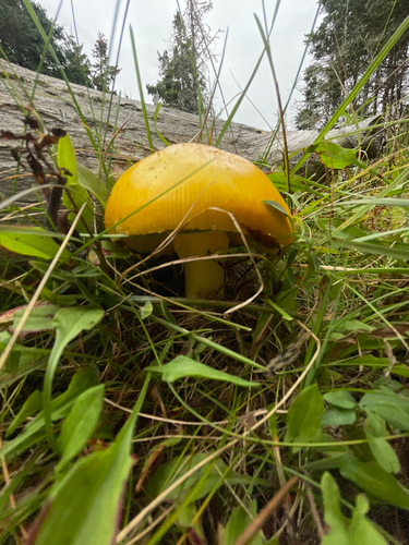 amanita mushrooms