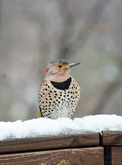 Colaptes auratus auratus