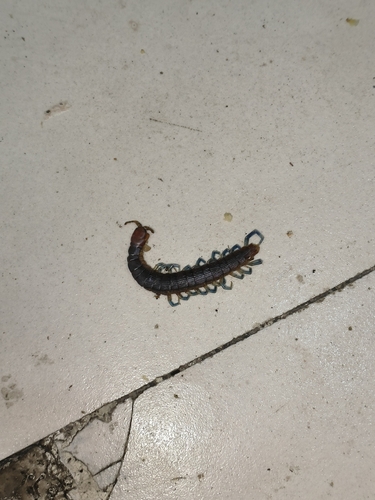 Blue Keeled Centipede
