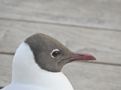 Chroicocephalus ridibundus