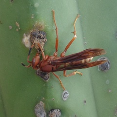 Polistes mexicanus