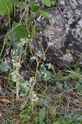 Capnoides sempervirens, photograph 1