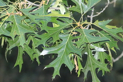 Quercus coccinea, photograph author not stated, no rights reserved