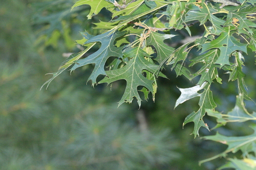 Quercus coccinea, photograph 2