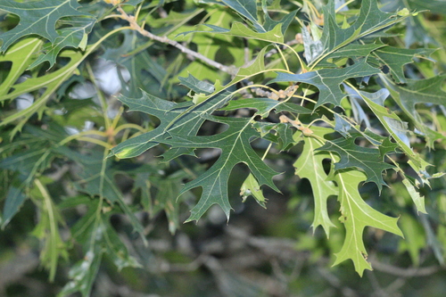 Quercus coccinea