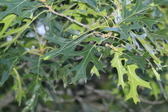 Quercus coccinea