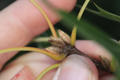 Quercus coccinea, photograph author not stated, no rights reserved
