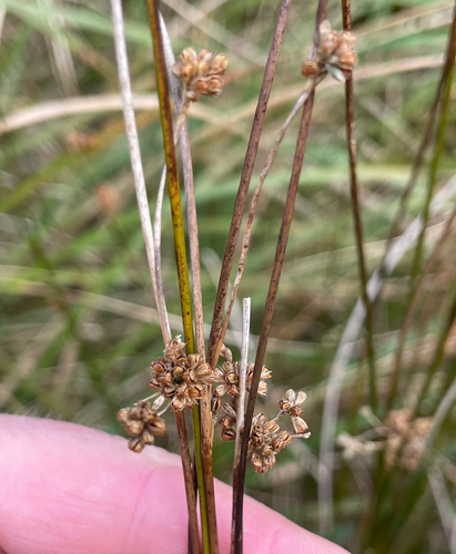 Juncus edgariae