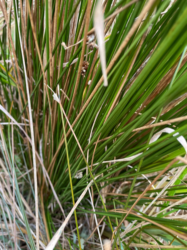 Juncus edgariae, photograph 2