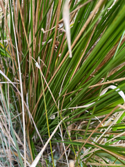 Juncus edgariae, photograph (c) nick_goldwater, some rights reserved (CC BY)