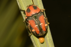 Gametis versicolor