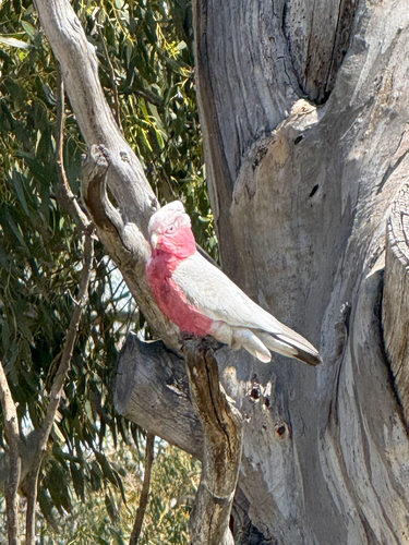 Galah