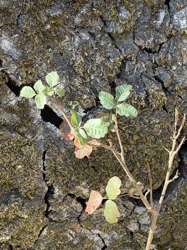 Toxicodendron diversilobum