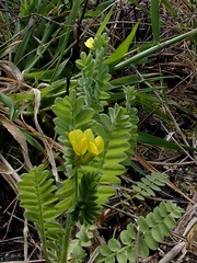 Ornithopus compressus, photograph (c) Duncan Cunningham, some rights reserved (CC BY)