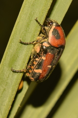 Gametis versicolor