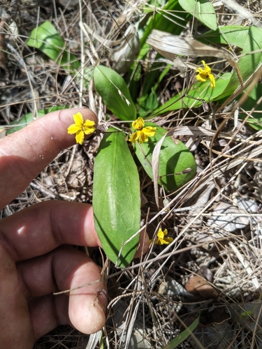 Goodenia mystrophylla observed 2026-09-27