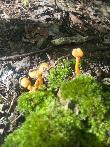Hydnaceae