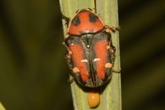 Gametis versicolor