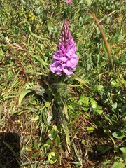 Dactylorhiza maculata