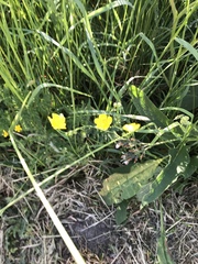 Ranunculus polyanthemos