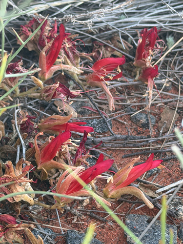 Leptosema chambersii, 2026-09-27