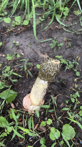 dune stinkhorn