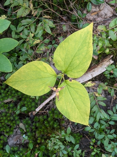 Trillium undulatum observed 2026-09-26