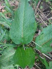 Rumex confertus