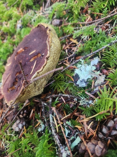admirable bolete