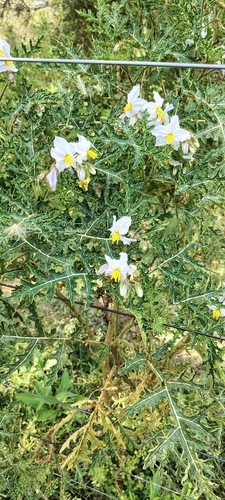 Solanum sisymbriifolium