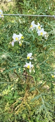 Solanum sisymbriifolium