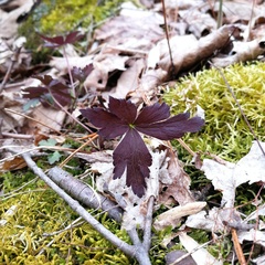 Anemonoides quinquefolia