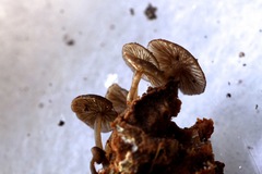 Mycena mulawaestris