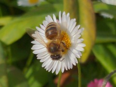 Apis mellifera