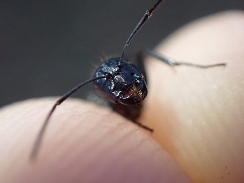 Hairy Carpenter Ant